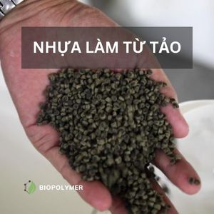 biopolymer.vn Hạt nhựa làm từ tảo chứa đựng tiềm năng cao